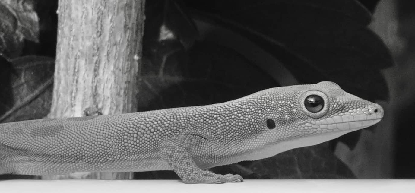Gecko in Kaua'i
