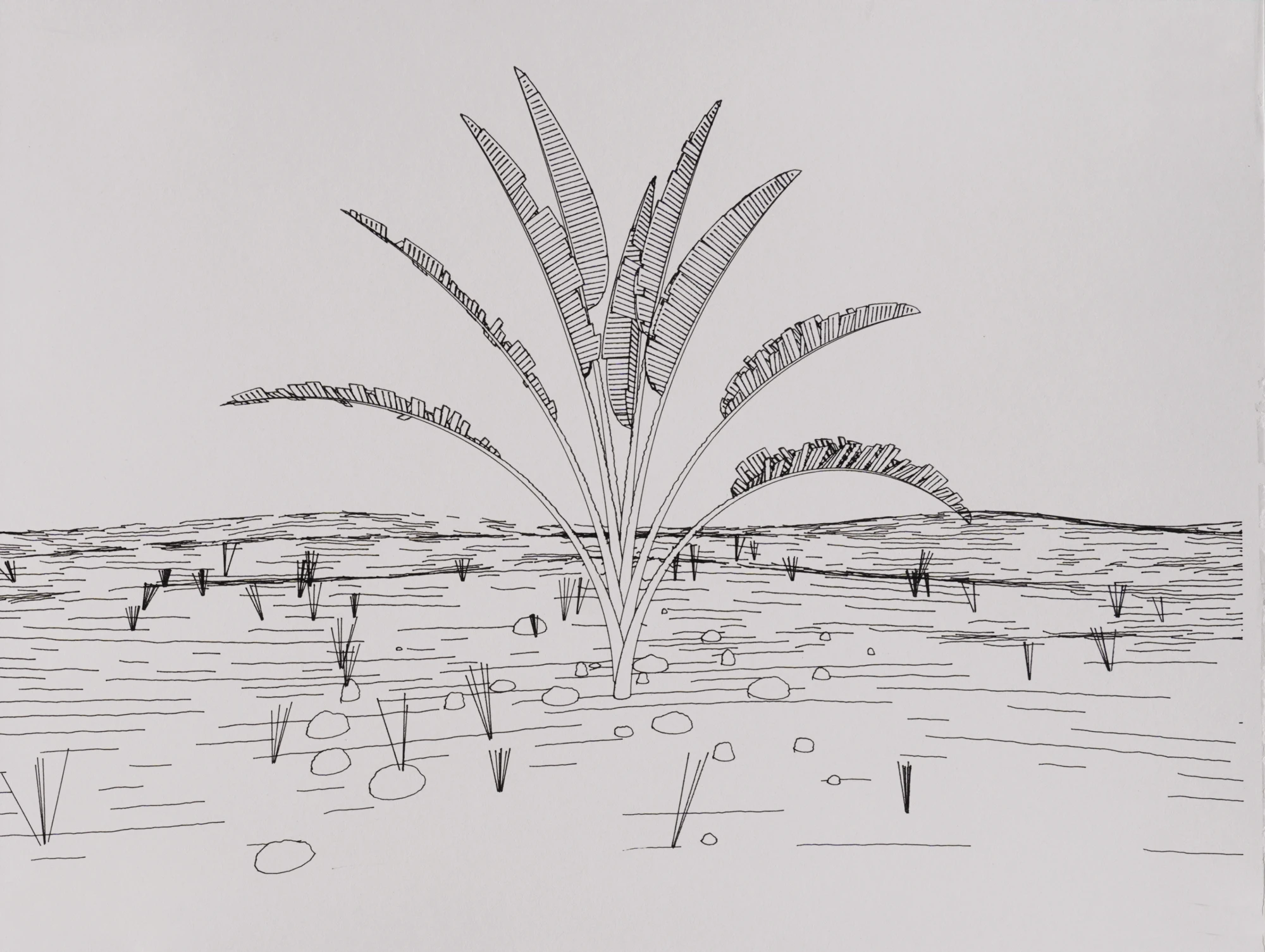 Plotter drawing of a Bird of Paradise plant