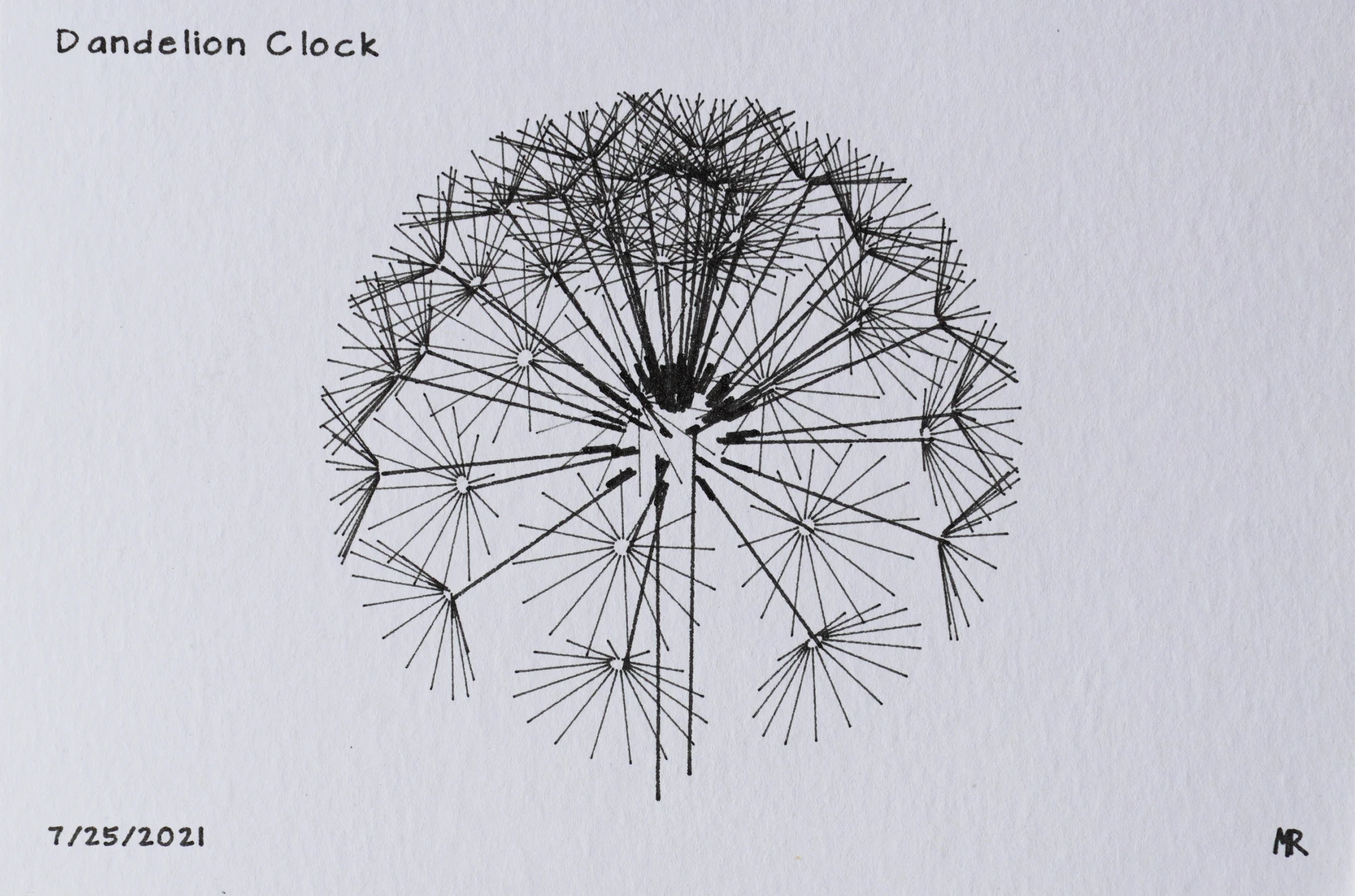 Plotter drawing of a dandelion head