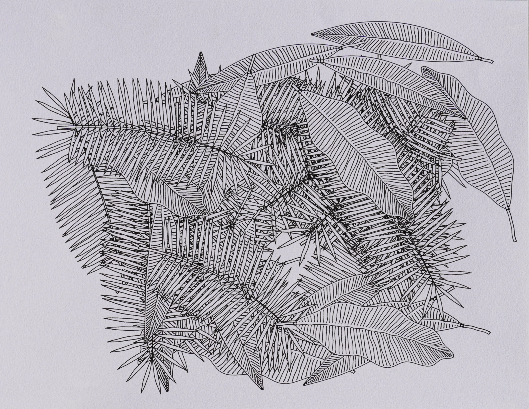 Plotter drawing of a variety of palm fronds