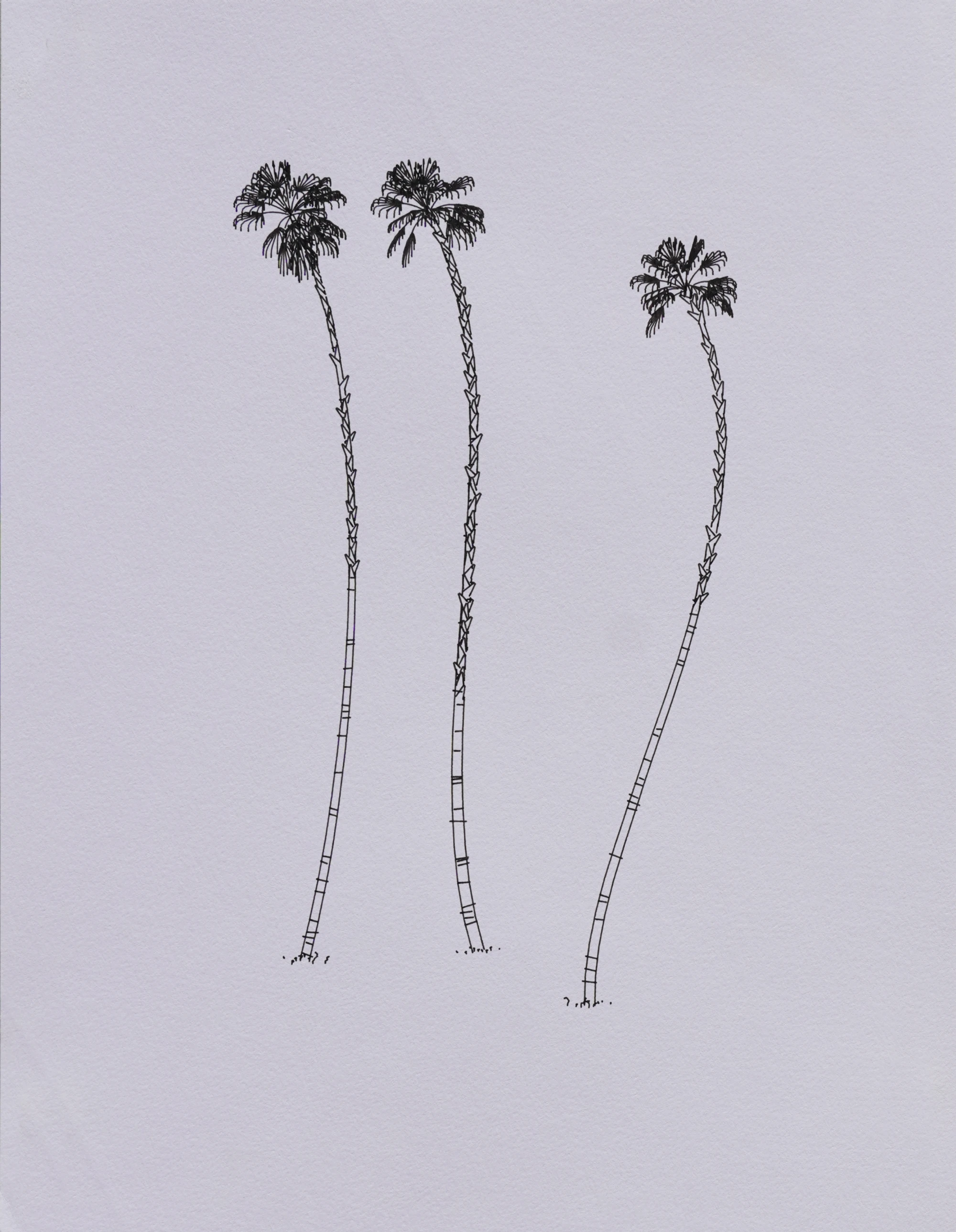 Plotter drawing of three palm trees